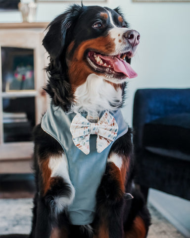 Bernese Mountain Dog wearing a dog harness and dog bow in the Arctic Sky Collection