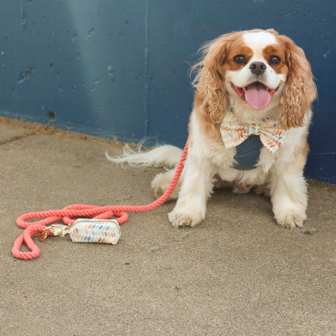 Cavalier King Charles Spaniel modeling dog harness, dog bow tie, rope dog leash and dog waste bag holder