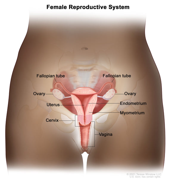 Cervix Diagram