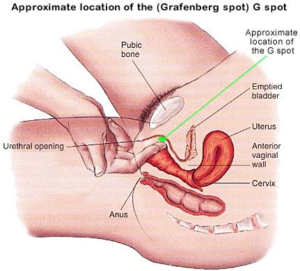 G Spot Diagram