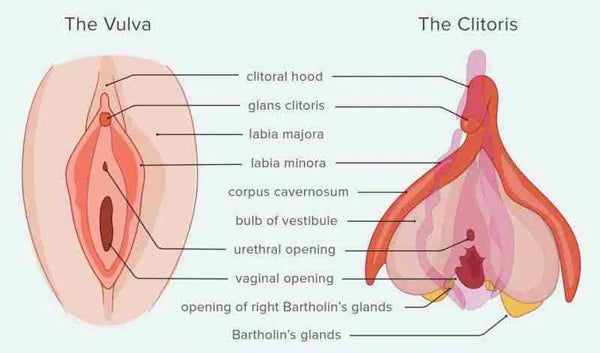 Clitoris Diagram