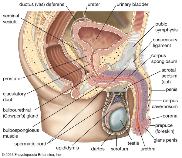 penis anatomy