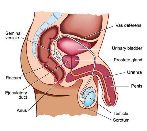 prostate diagram