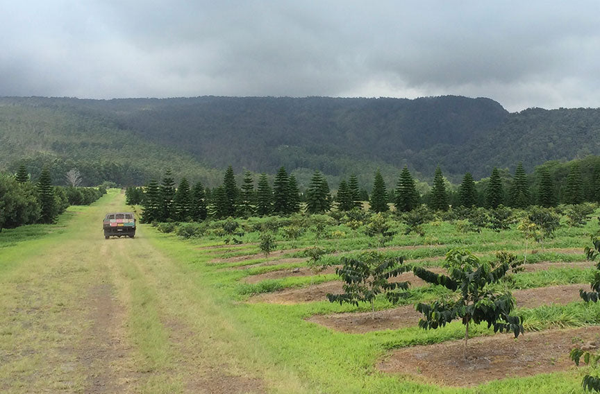 bee truck driving to the macadamia nut farm in pahala, hawaii