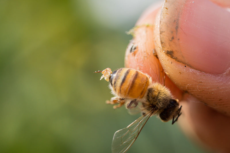 bee stinger with venom