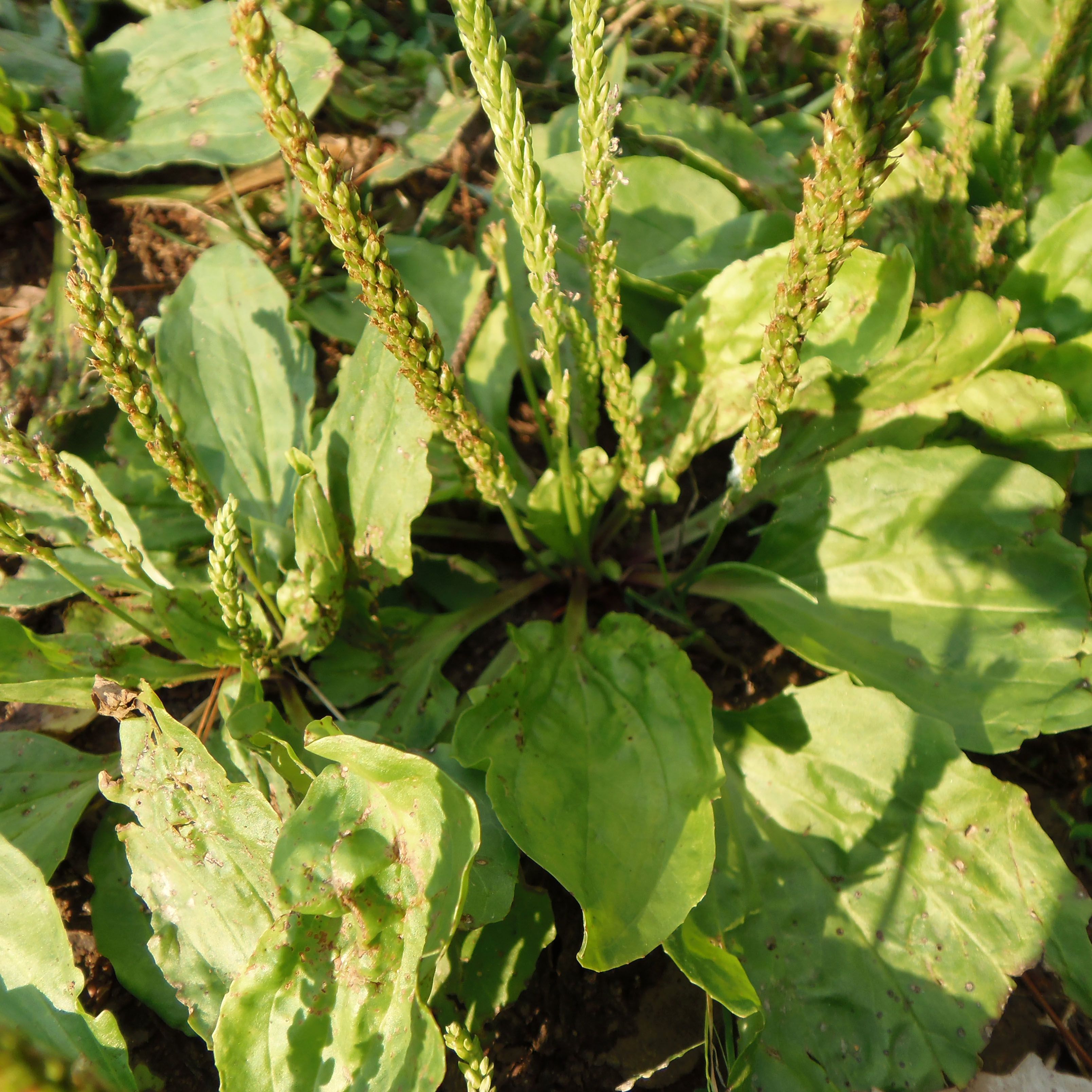 plantain weed for bee stings