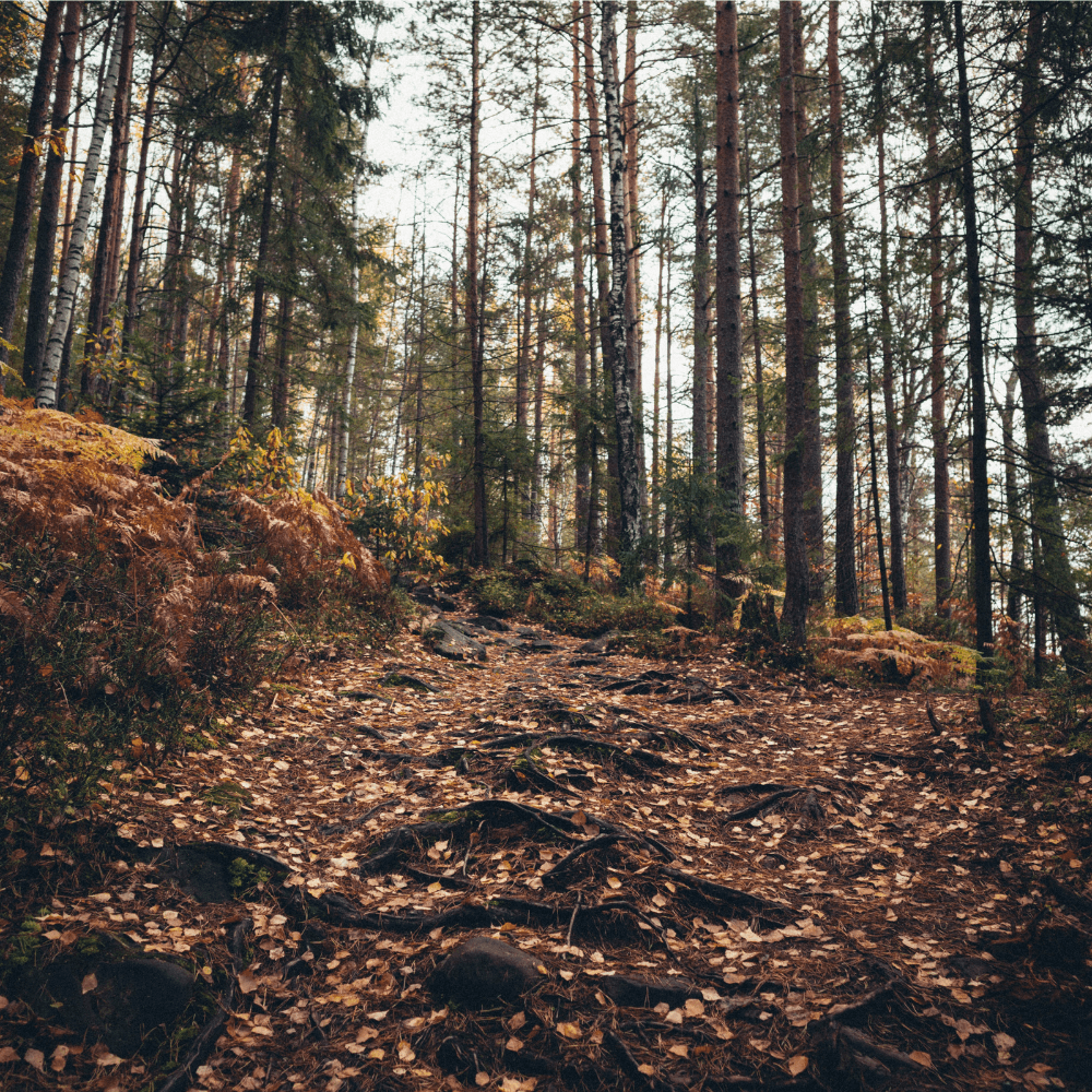 Wooded-Trails-Metal-Detecting