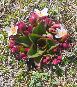 News Tagged Rocky Mountain Wildflowers Field Guide - 