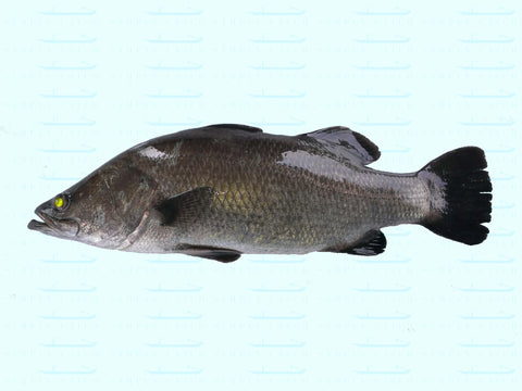 EXTRA-LARGE BARRAMUNDI 2.2KG - 2.5KG