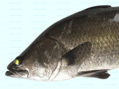 EXTRA-LARGE BARRAMUNDI 2.2KG - 2.5KG