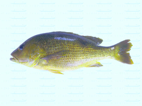 GOLDEN SNAPPER 1.4-1.6KG