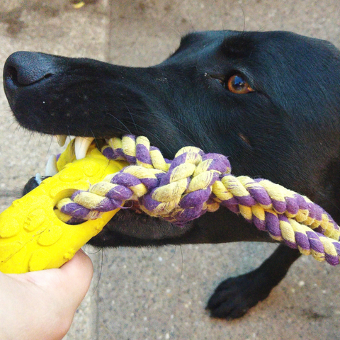 5 Tips For Playing Tug Of War With Your Dog