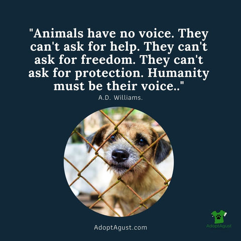 6 Ways You Can Make A Difference For Animals And Promote Their Welfare