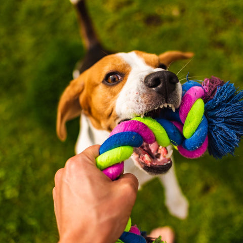 5 Tips For Playing Tug Of War With Your Dog