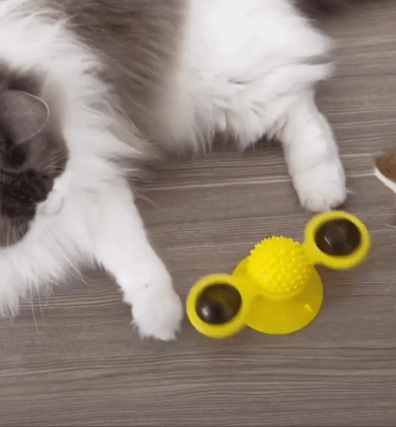 Moinho de Vento para Gato – PetSurpresa