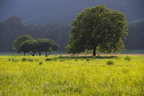 arbre noyer