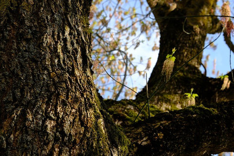 bois de hetre 