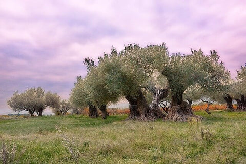 olivier bois de prestige veiné