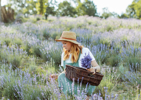 Lavendel - ätherische Öle