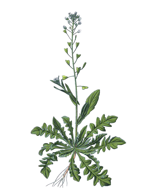 marien, tee, hirtentaeschel, bursae pastoris herba