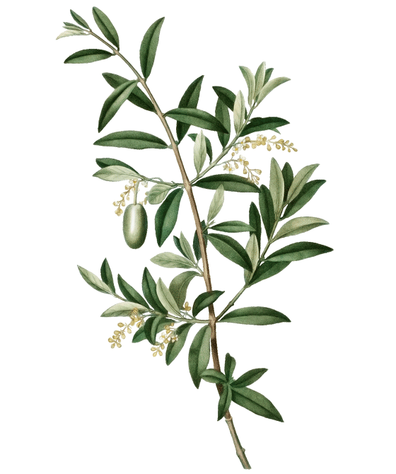 marien, kosmetik, olive, olea europaea