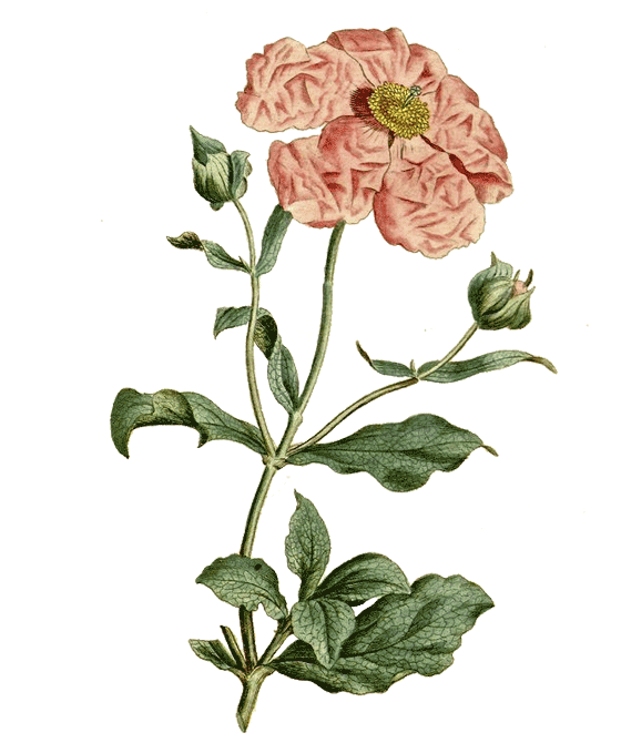 marien, tee, zistrose, cisti incani herba