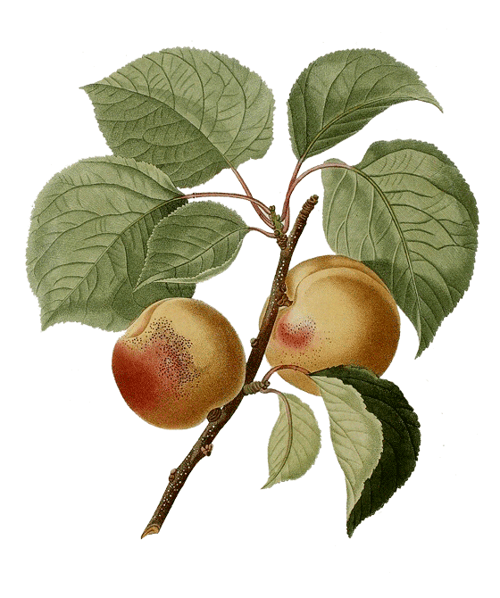 Niriki, Illustration Aprikose, Prunus armeniaca