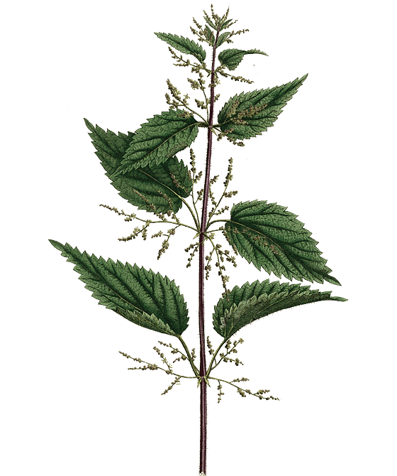 Niriki, Illustration Brennessel, Urticae herba