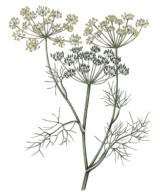 Niriki, Illustration Fenchel, Foeniculi fructus