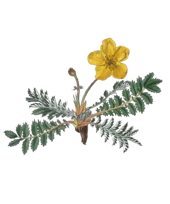 Niriki, Illustration Gaensefingerkraut, Anserinae herba