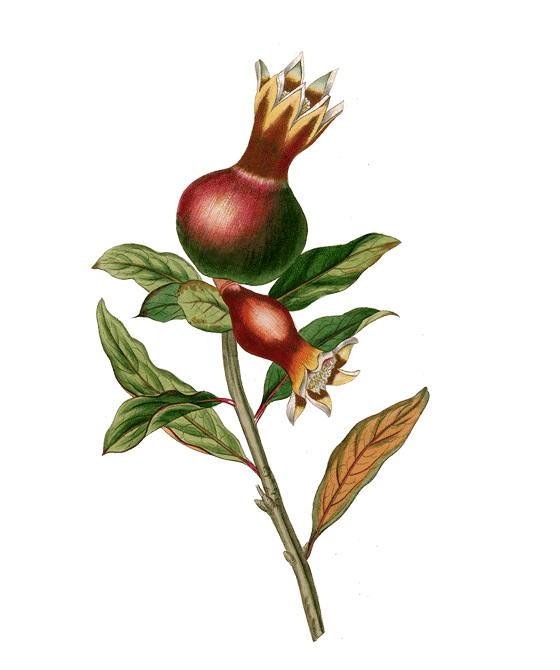 Niriki, Illustration Granatapfel, Punica granatum