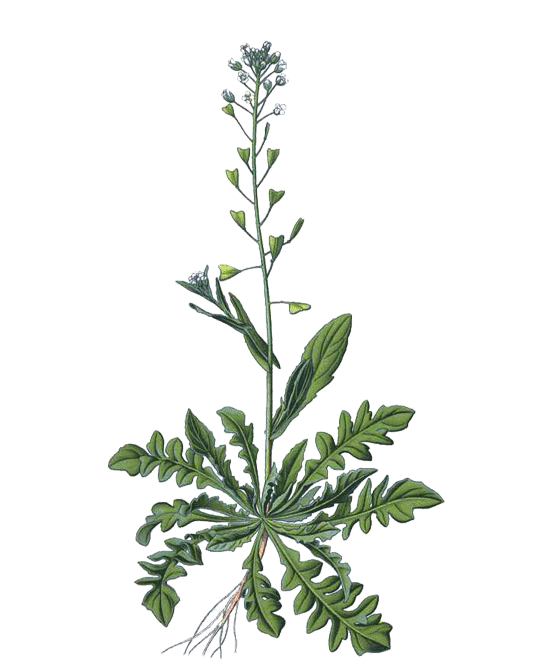 Niriki, Illustration Hirtentaeschel, Bursae pastoris herba