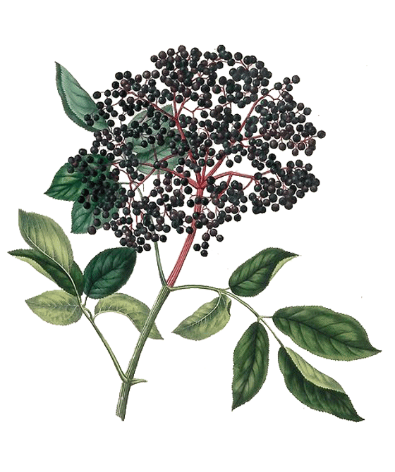 Niriki, Illustration Holunderbeeren, Sambuci fructus