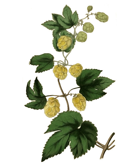 Niriki, Illustration Hopfen, Liquiritiae radix