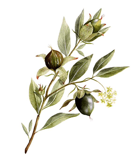 Niriki, Illustration Jojoba, Simmondsia chinensis