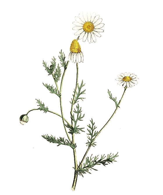 Niriki, Illustration roemischer Kamille, Chamaemelum nobile