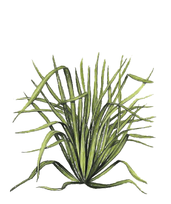 Niriki, Illustration Lemongras, Cymbopogonis citrati herba