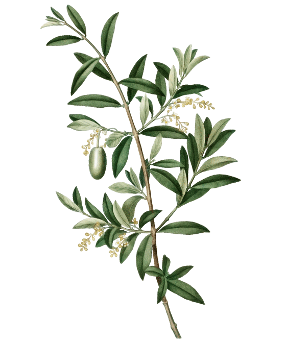 Niriki, Illustartion Olive, Olea europaea