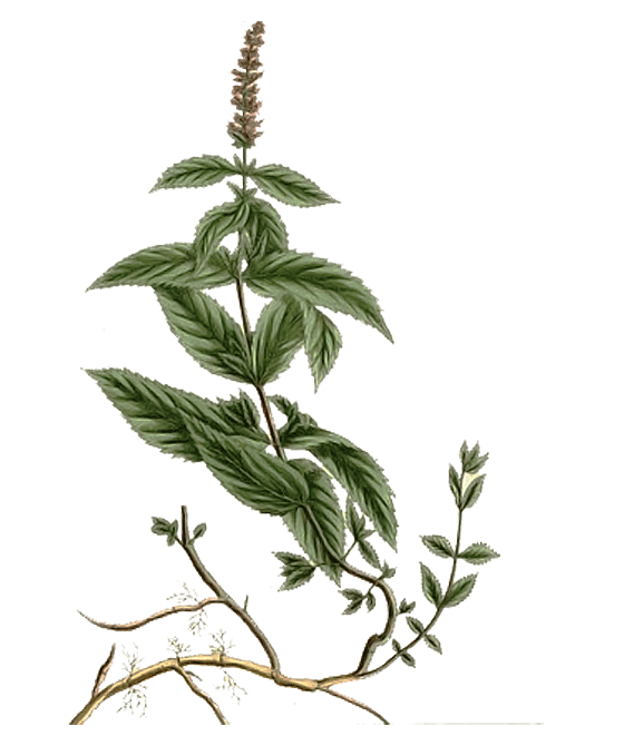 Niriki, Illustartion Pfefferminze, Mentha piperita