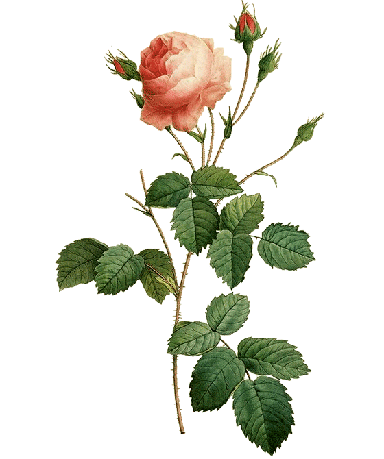 Niriki, Illustartion Rose, Rosae flos