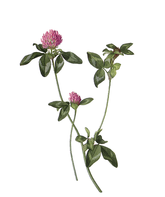 Niriki, Illustartion Rotklee, Trifolium pratense