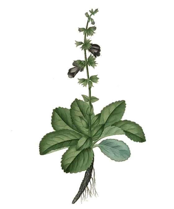 Niriki, Illustartion Salbei, Salviae officinalis folium