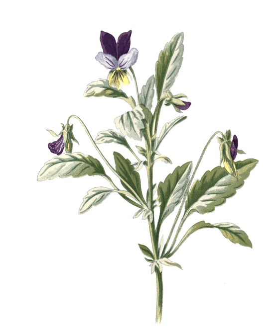 Niriki, Illustartion Stiefmuetterchen, Violae tricoloris herba