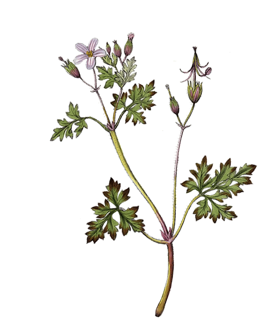 Niriki, Illustartion Storchenschnabel, Geranium robertianum herba