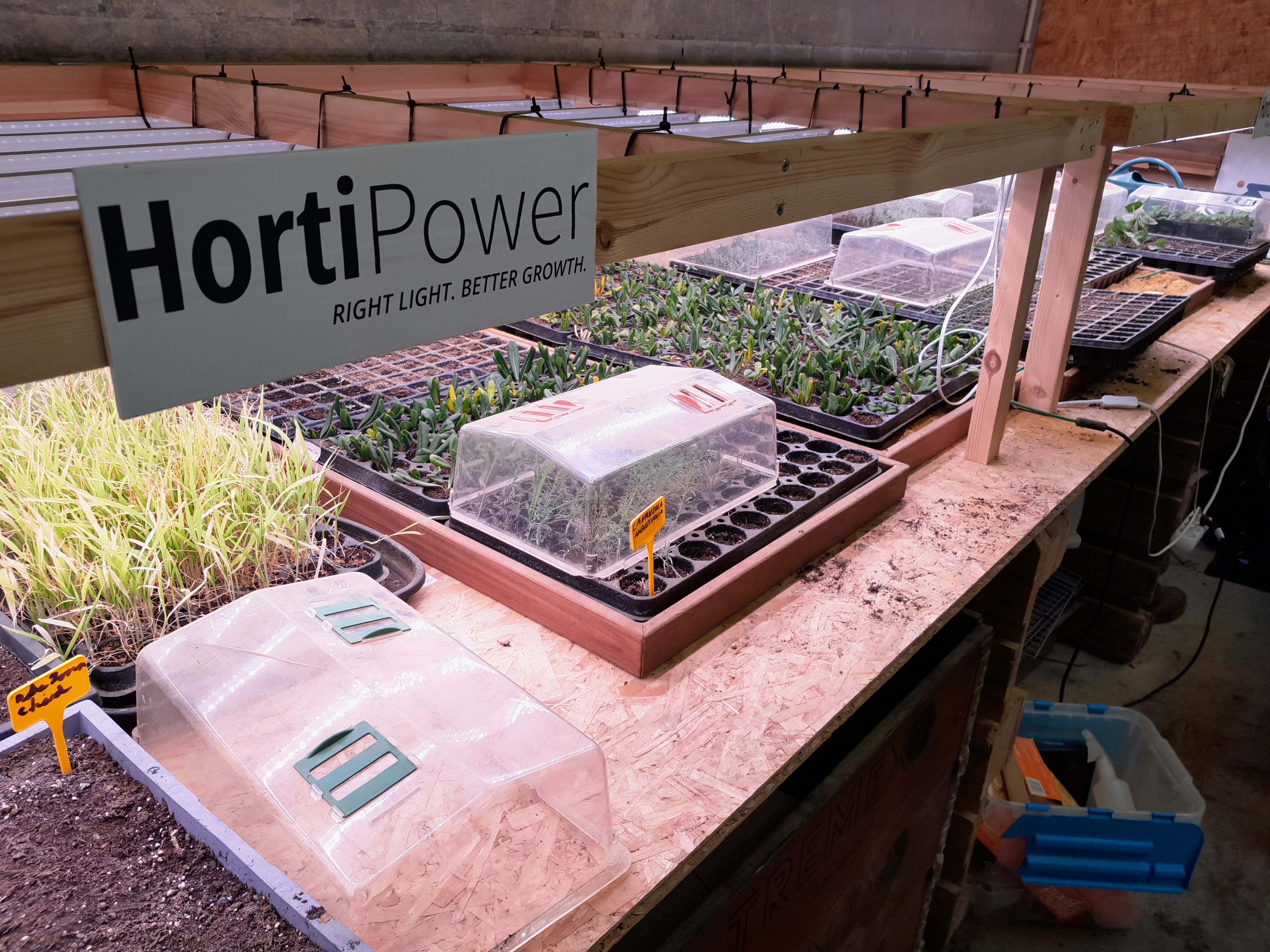 seedlings can grow under HortiPower grow lights 