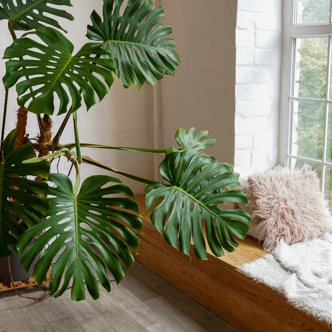 Large adult monstera with venerated leaves near the window and bed