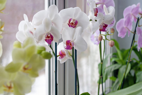 Light loving plant Phalaenopsis Orchids On The Window Sill