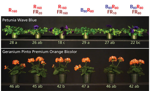 Far-red influence on flowering for Petunia and Geranium