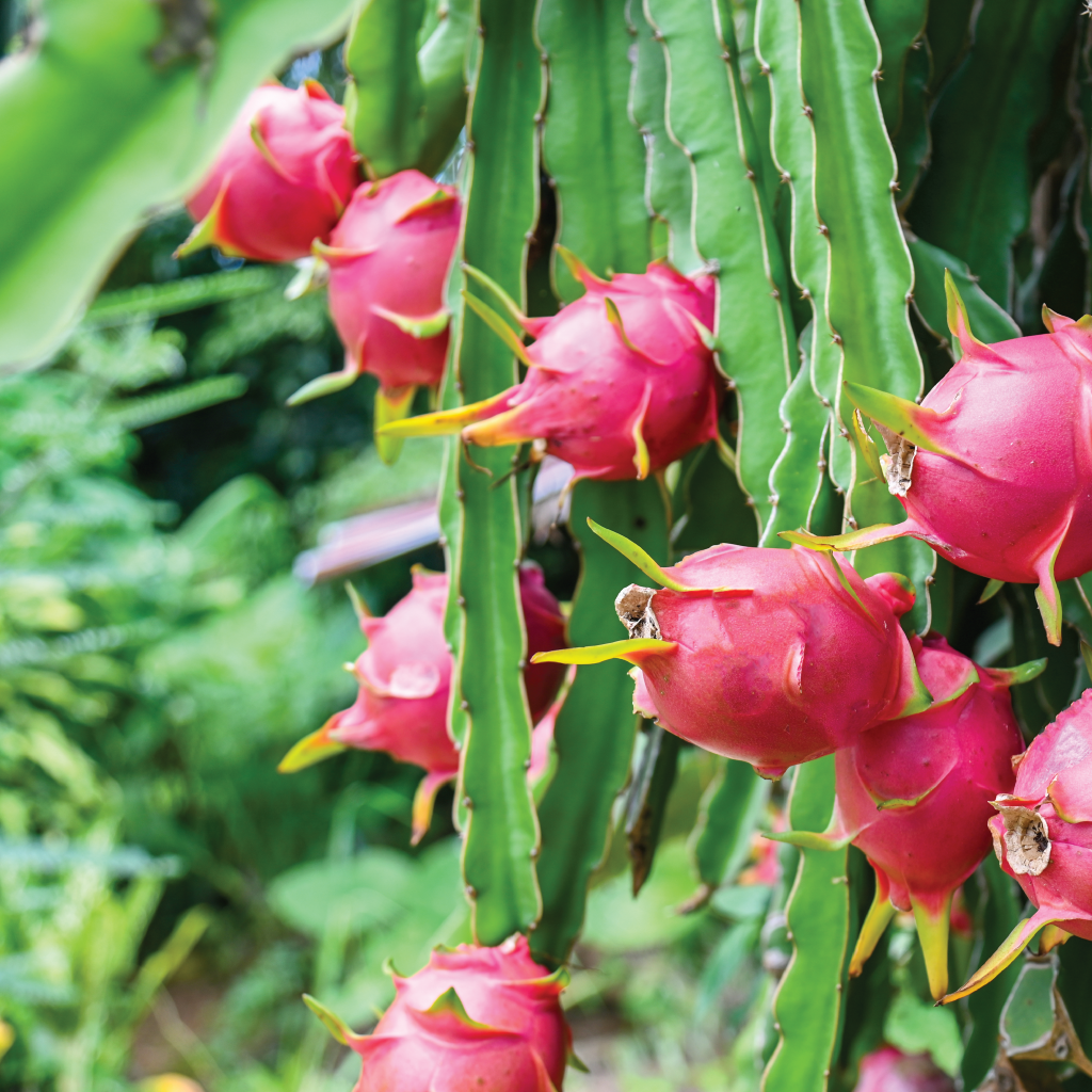 Dragon fruit plant with fruits, advanced with flowering light