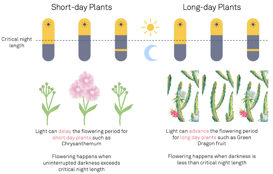 flowering light periodic lighting